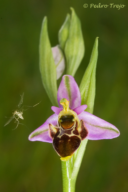 Ophrys scolopax